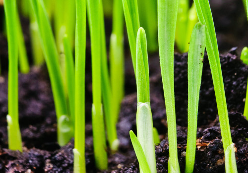 Založenie trávnika